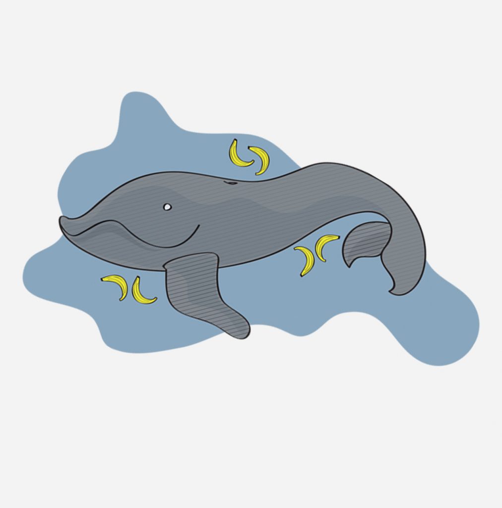 Feathered Friends whale illustration