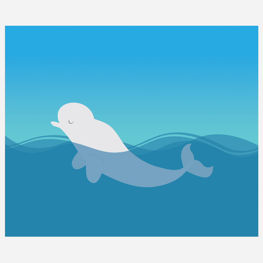 Beluga whale illustration