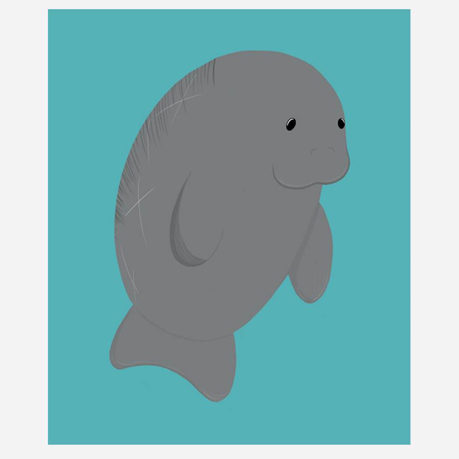 Dugong illustration